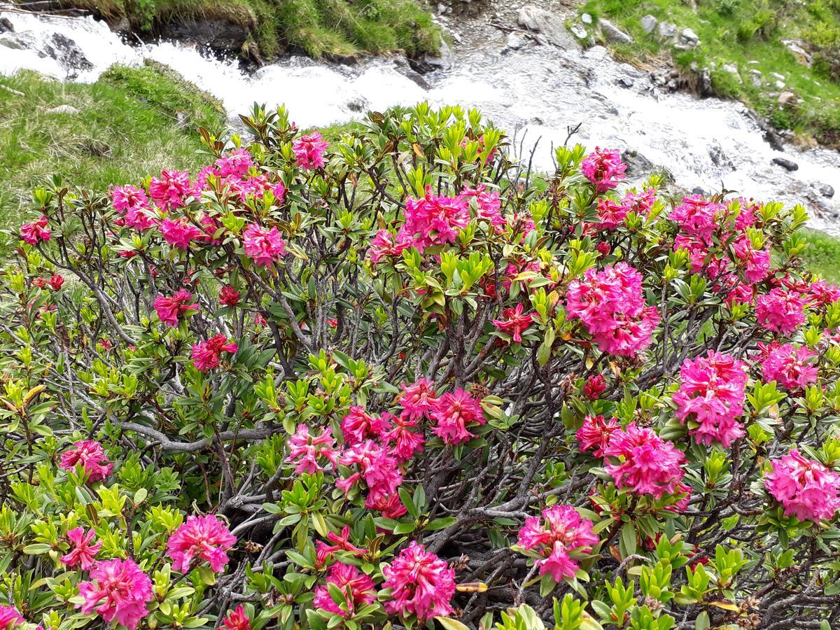 Alpenpension Maderer Gaschurn Eksteriør bilde